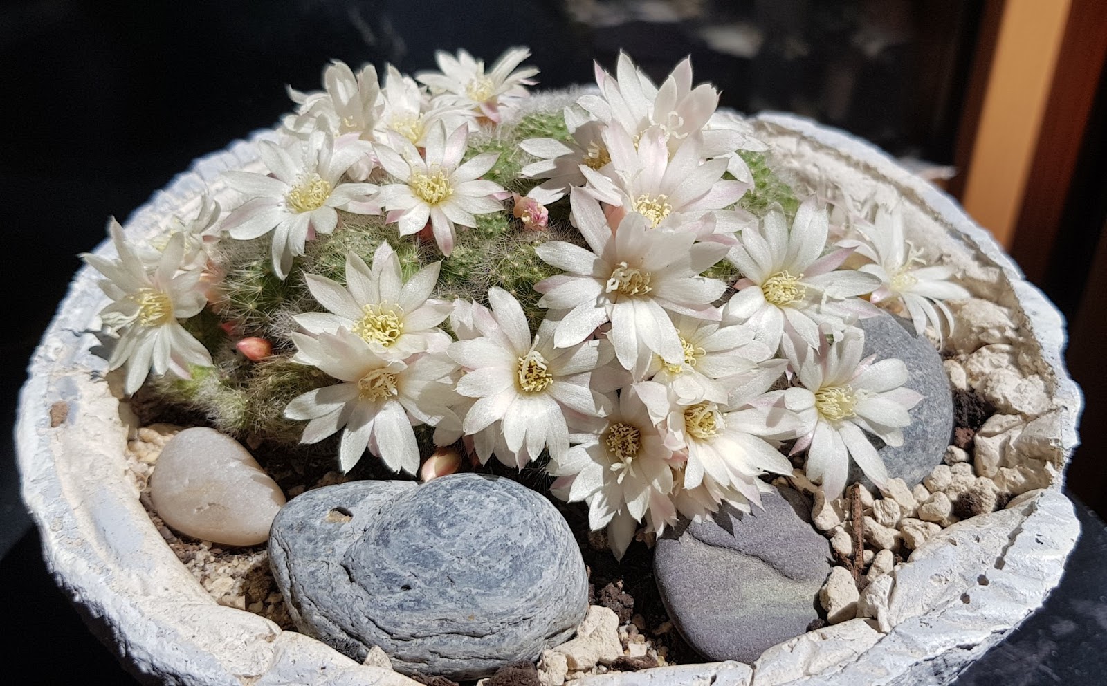 20180505_190112.jpg