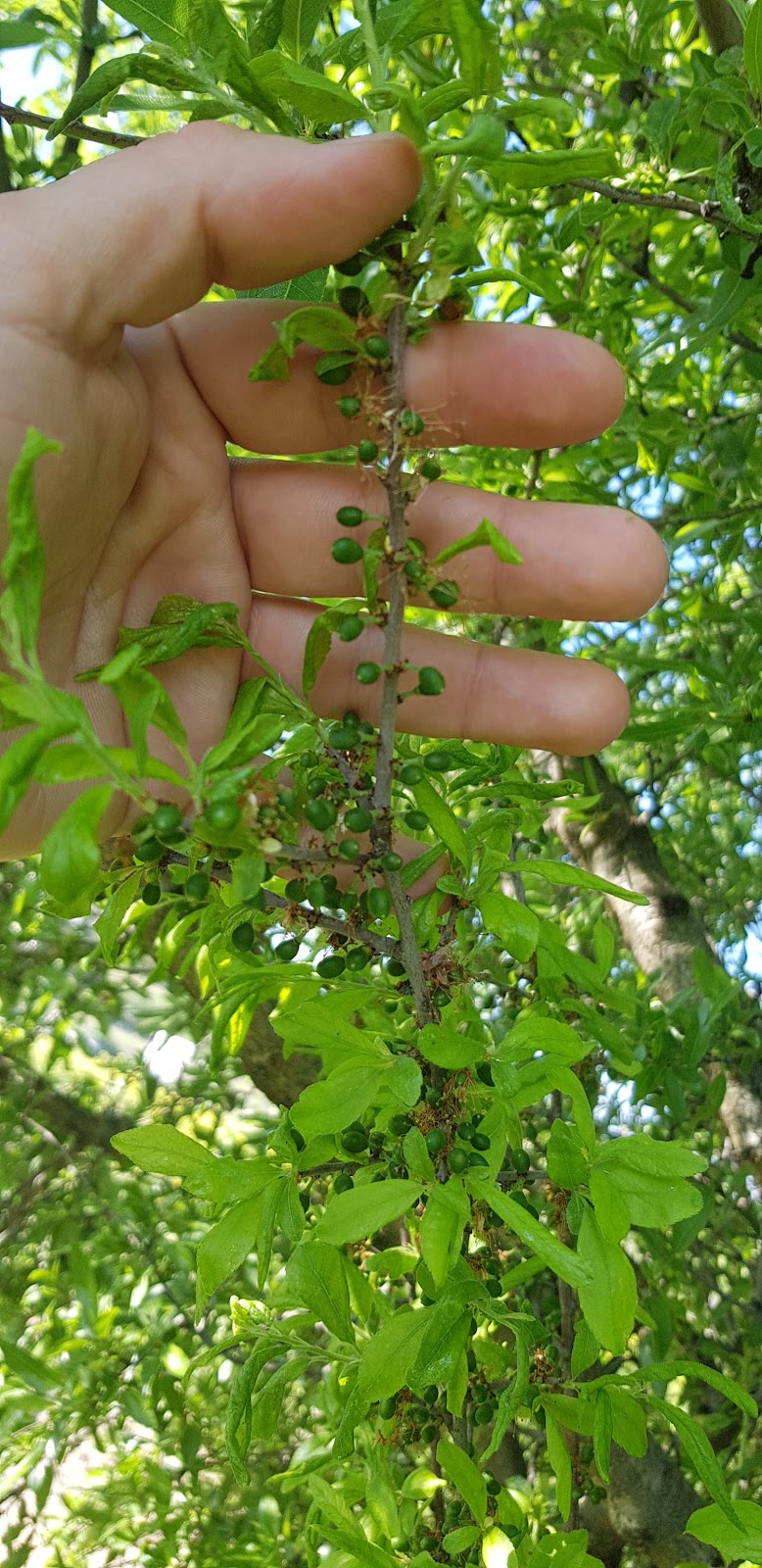 20180505_190345-1612x3316.jpg