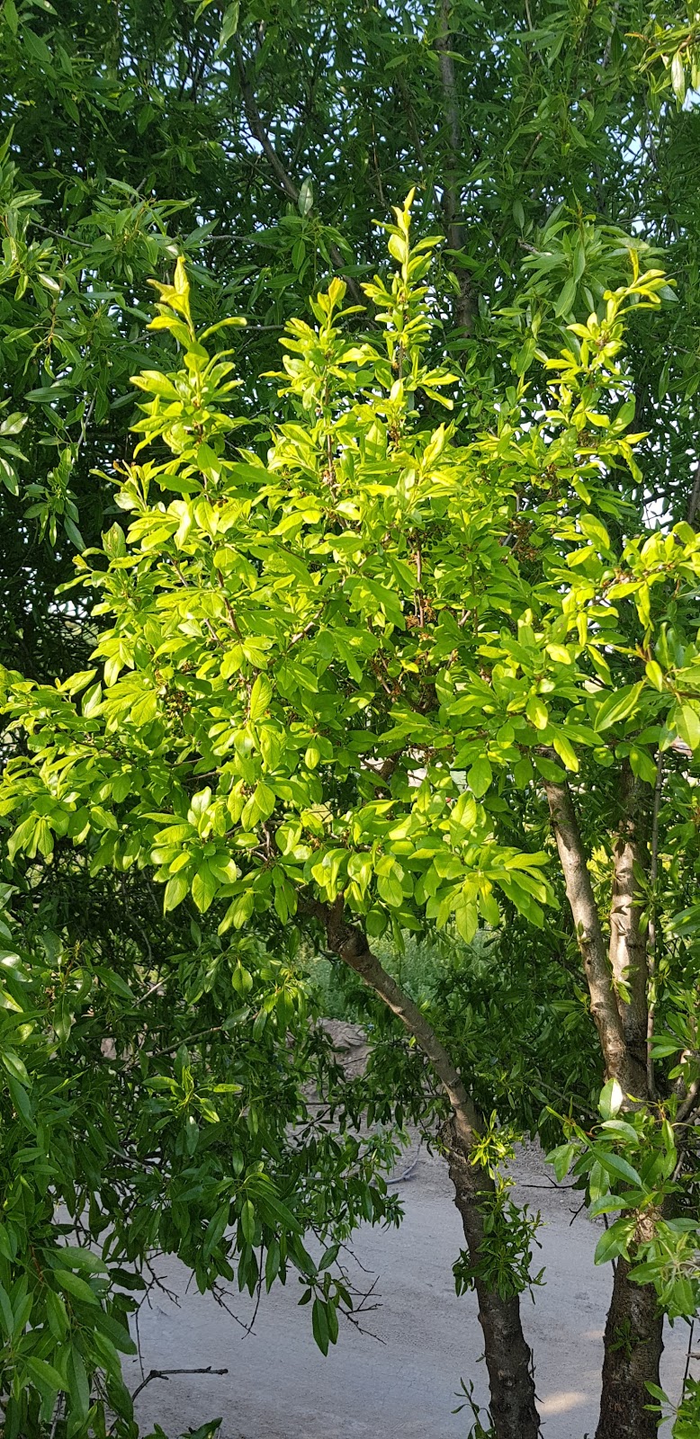 20180505_190429-1612x3316.jpg