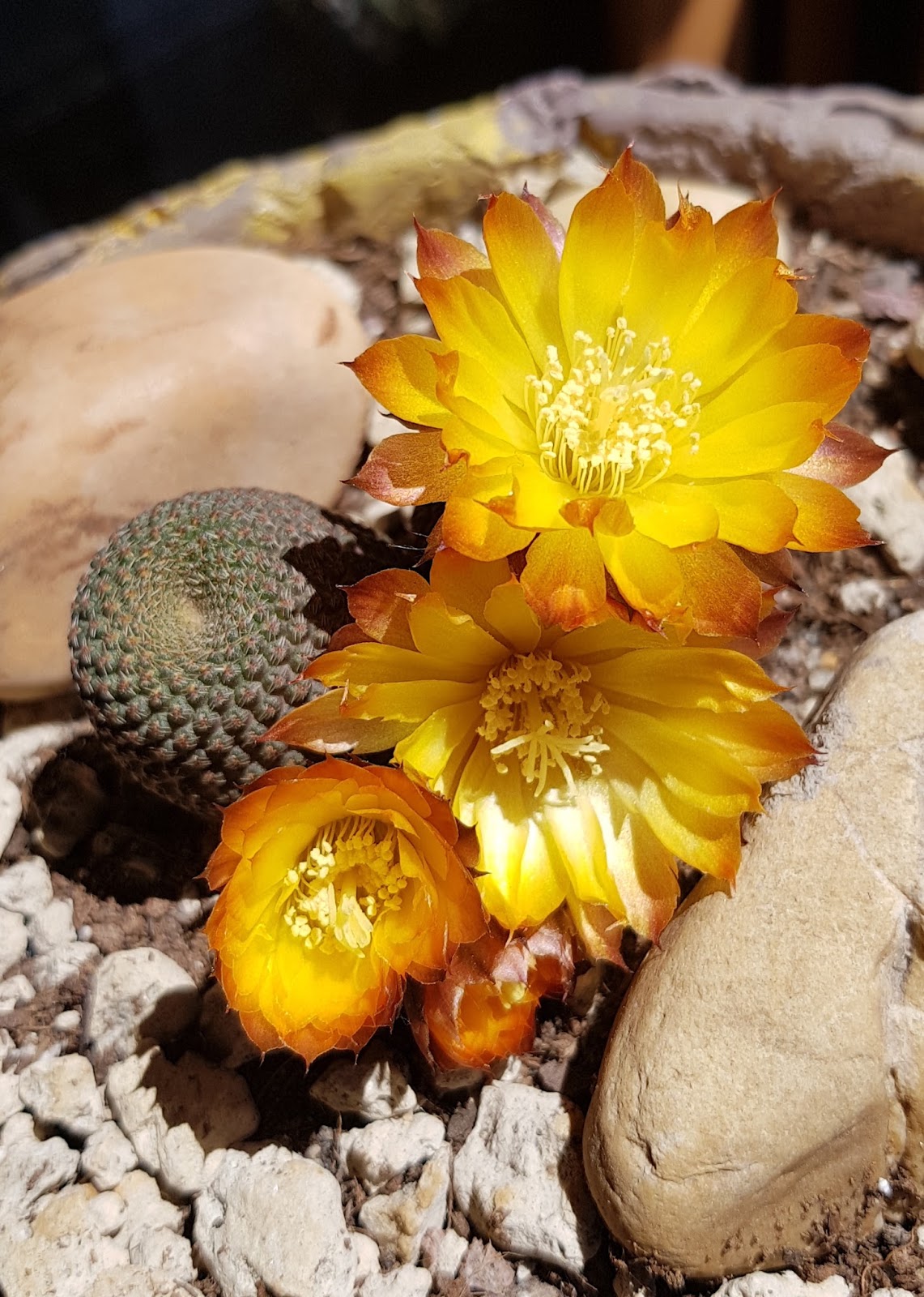 20180515_151042.jpg