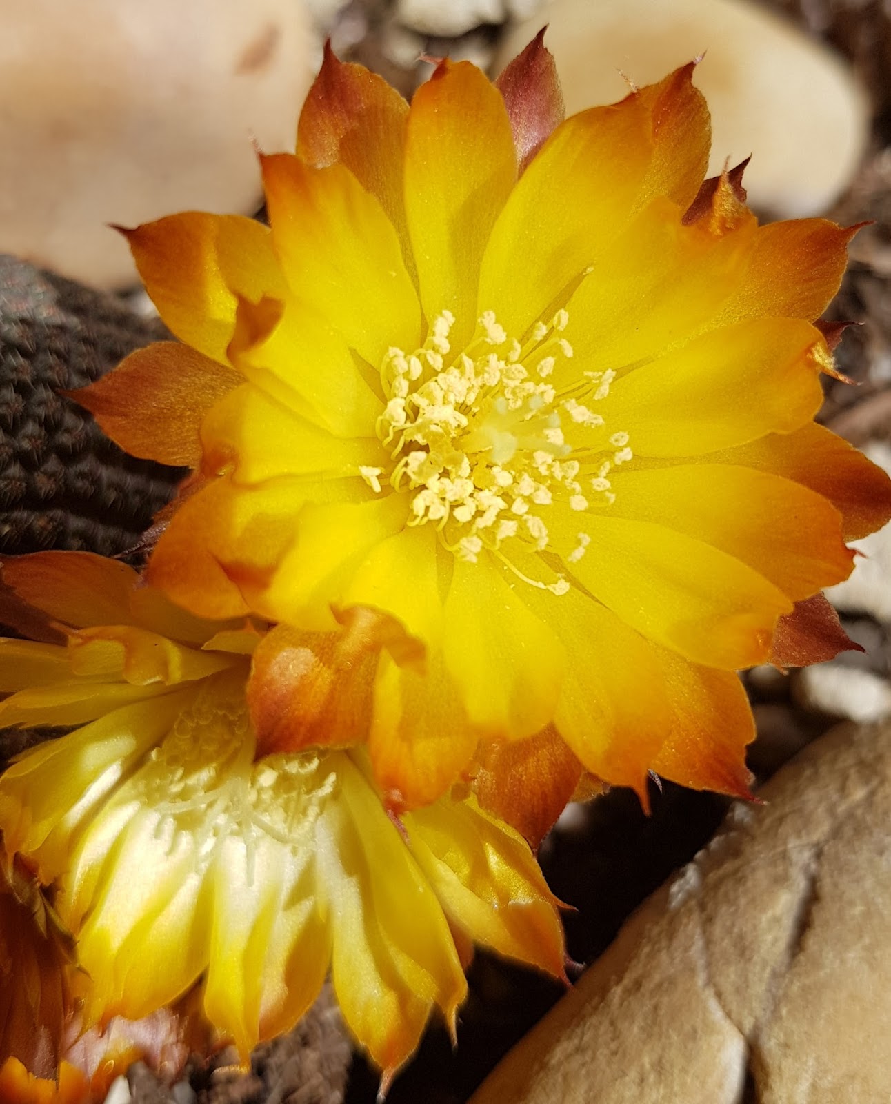 20180515_161545.jpg