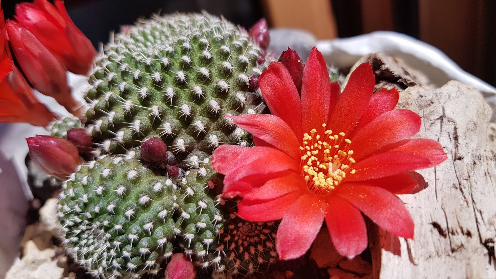 20180526_152922.jpg