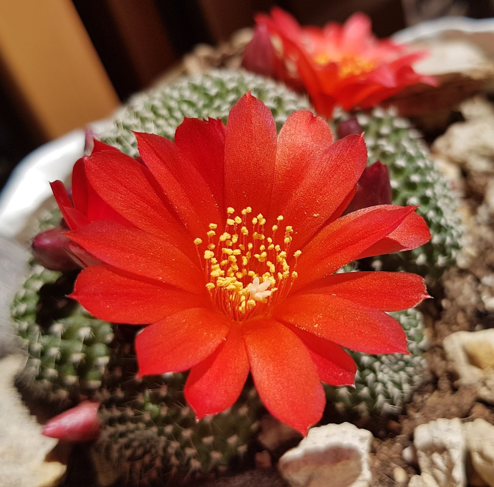 20180526_174309.jpg