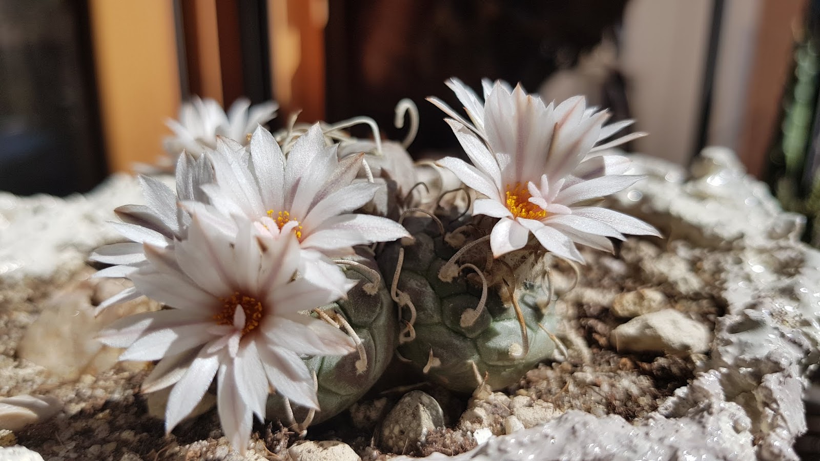 20180617_165442.jpg