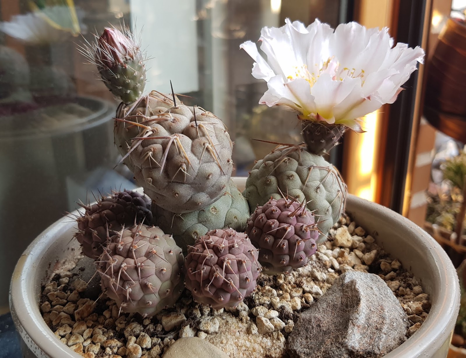 20180619_201420.jpg