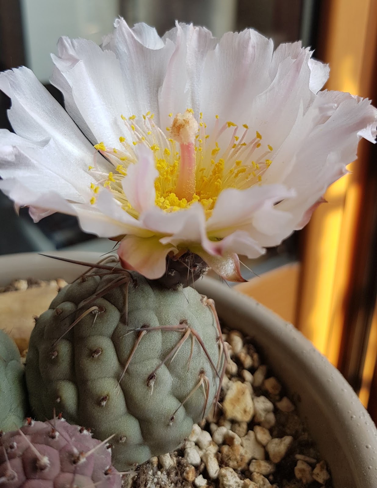 20180619_201459.jpg
