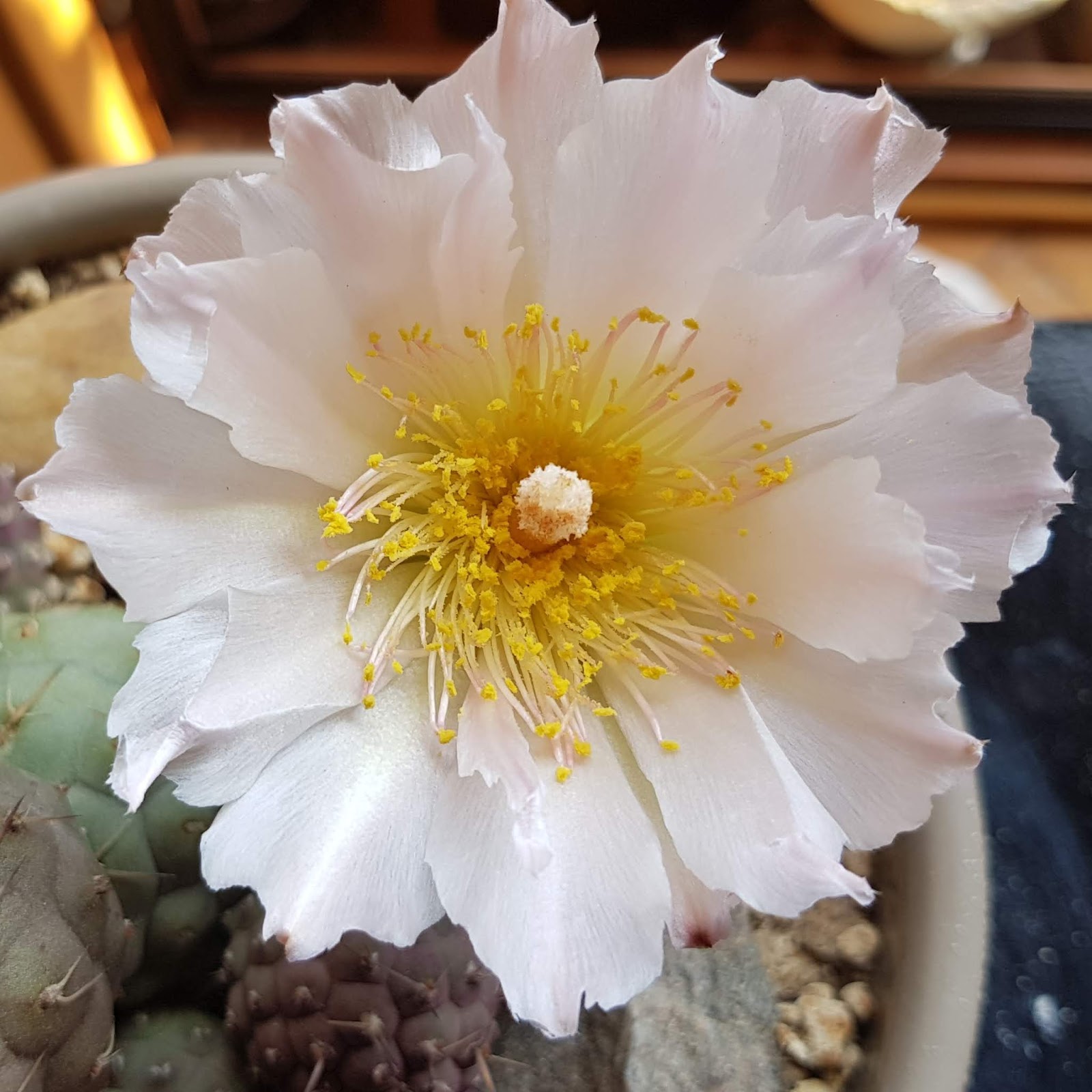 20180619_204250.jpg