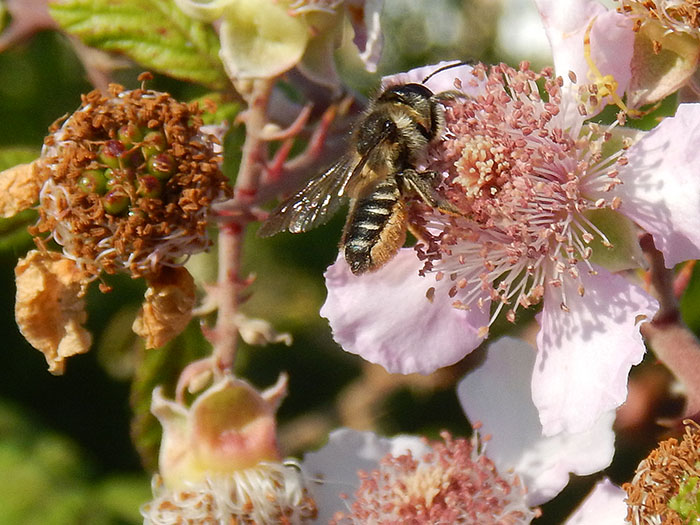 20180623_megachile_sp.jpg