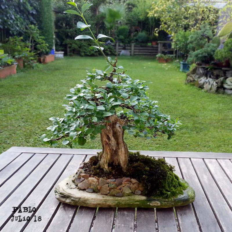20180723_195921-1.jpg