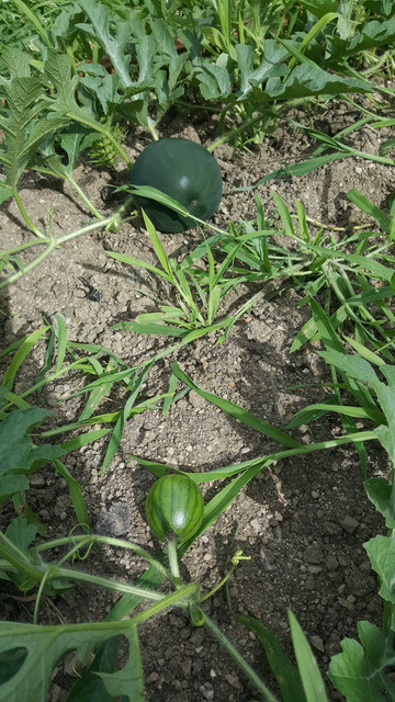 20180813_165141.jpg