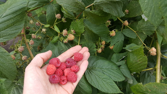 20180813_165609.jpg