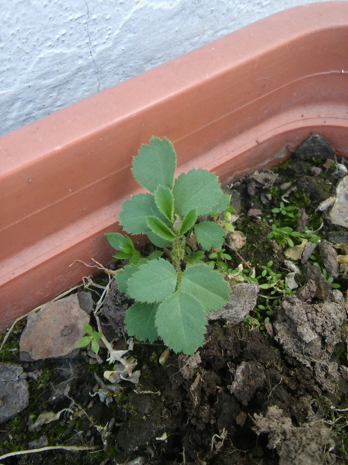 20180923_170756.jpg