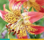 20181020135715-109.040-lilium-fusion.jpg
