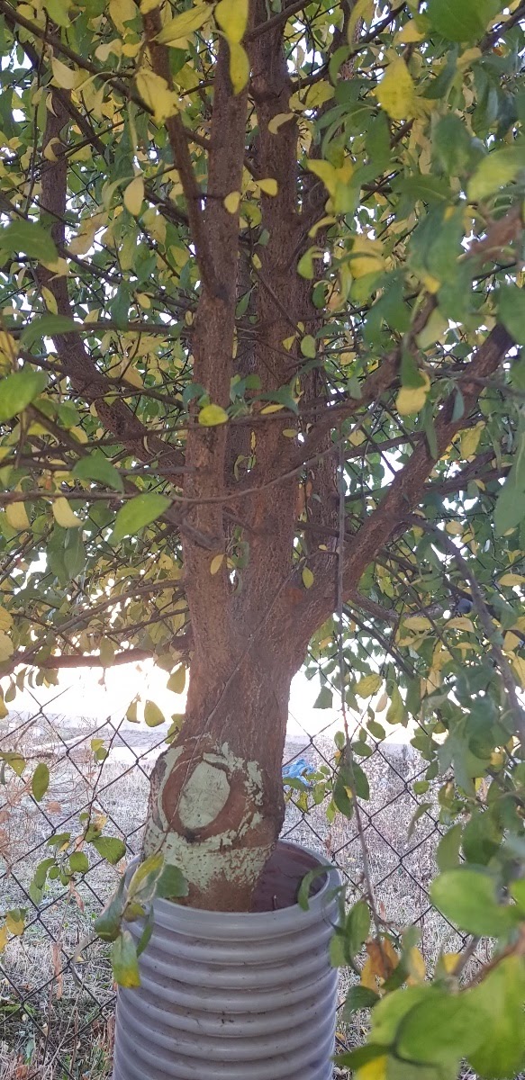 20181124_090642.jpg