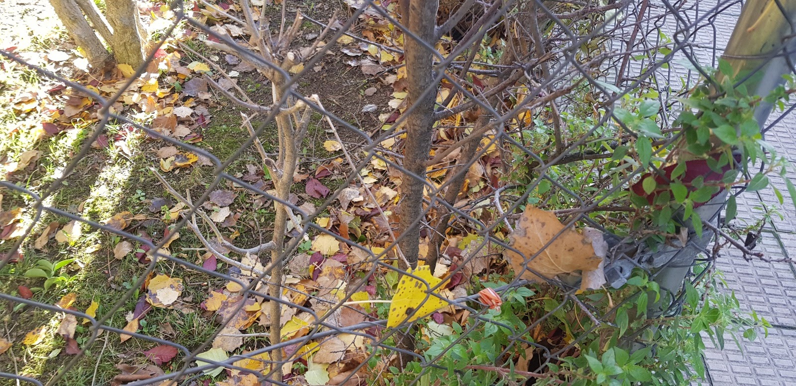 20181126_153738.jpg