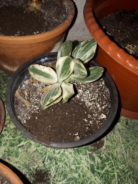 20181203-205826.jpg