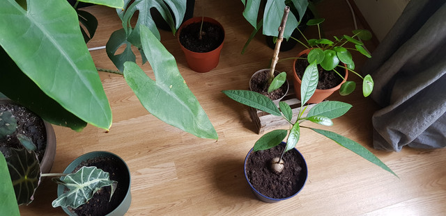 20190402-183221.jpg
