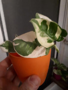20190423-215341.jpg