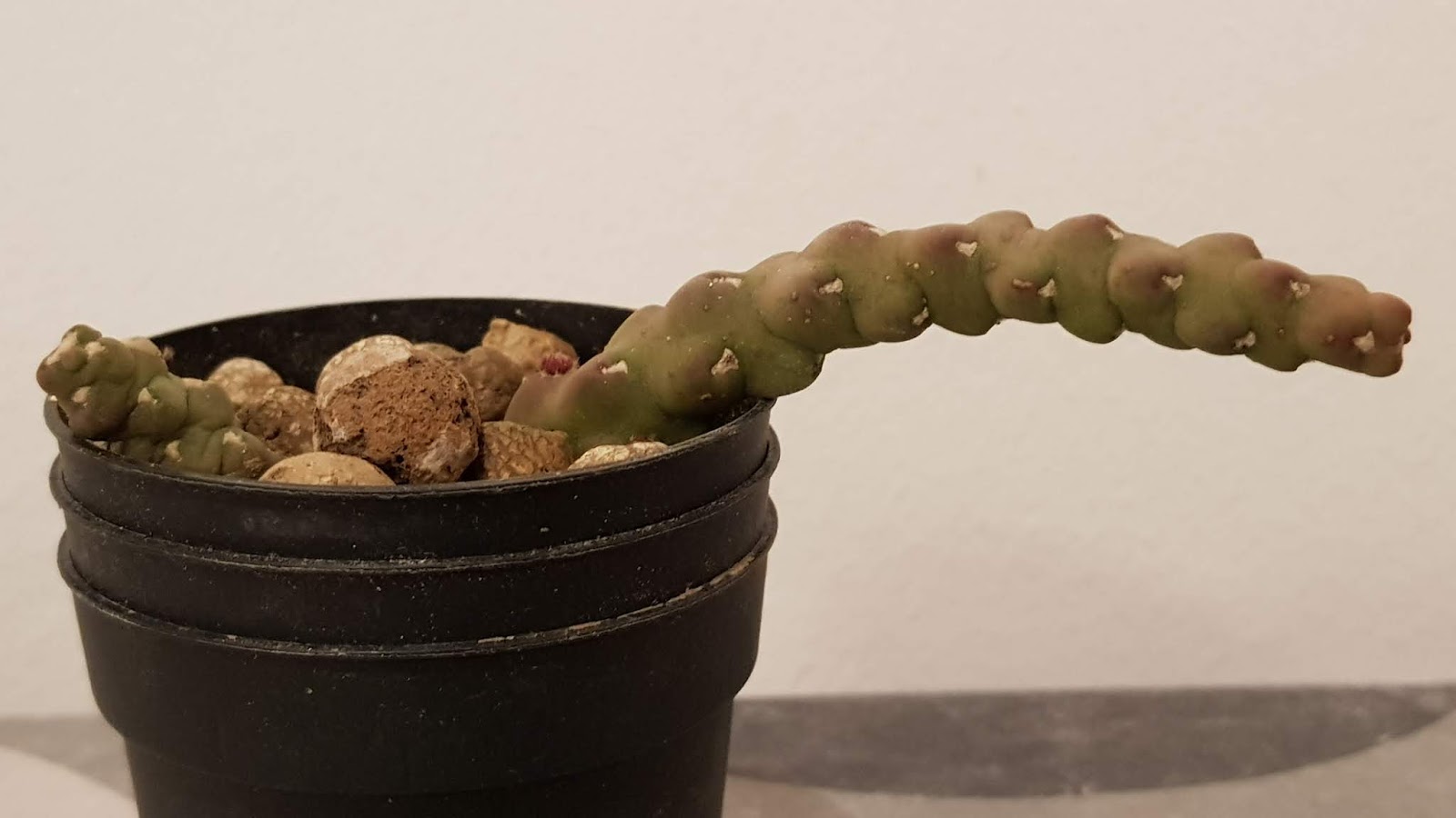 20190427_235953.jpg