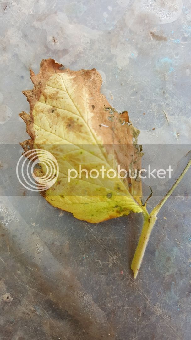 20190504_114131_zpsdpl0lhe7.jpg