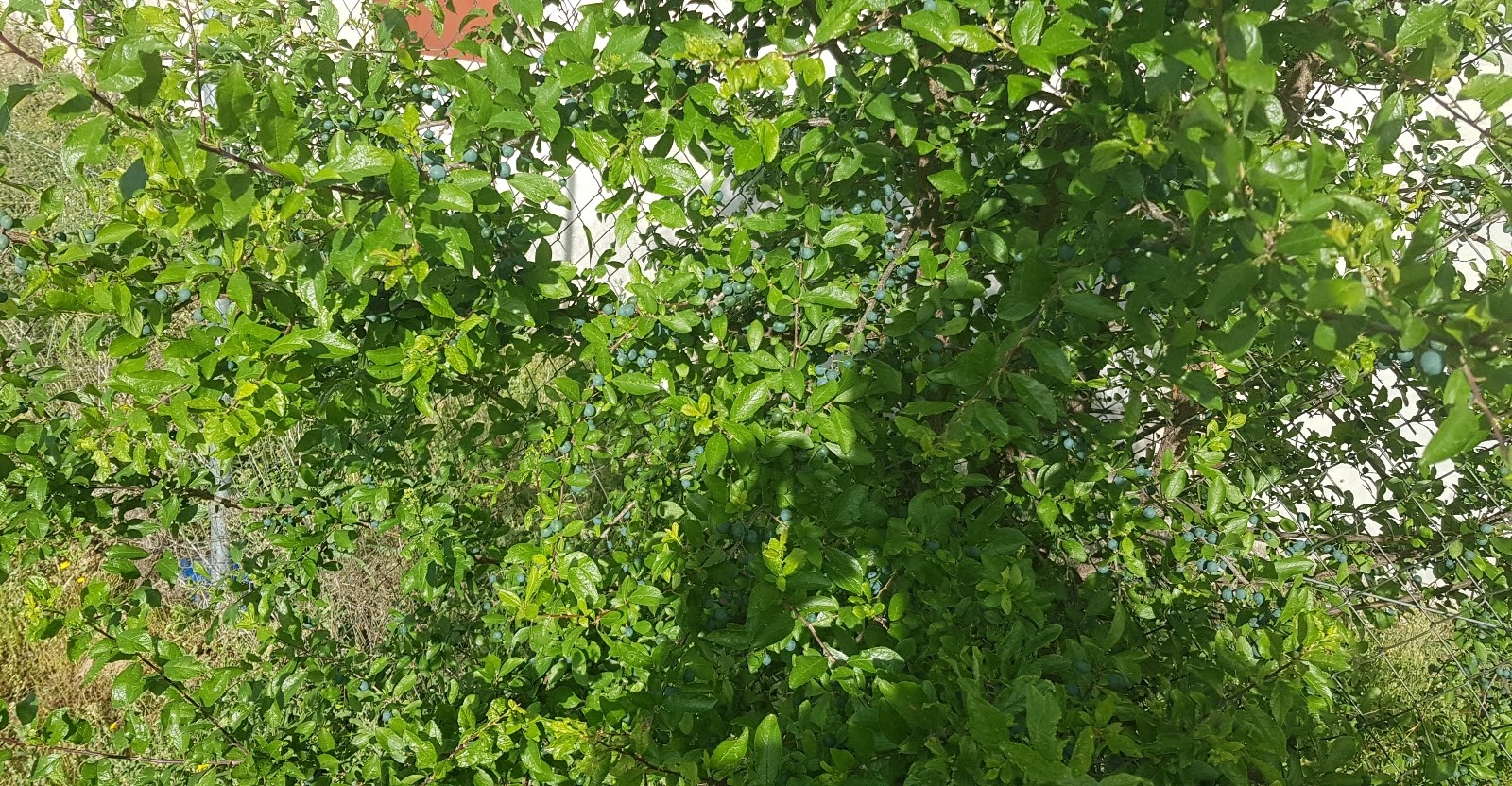 20190531_080428.jpg