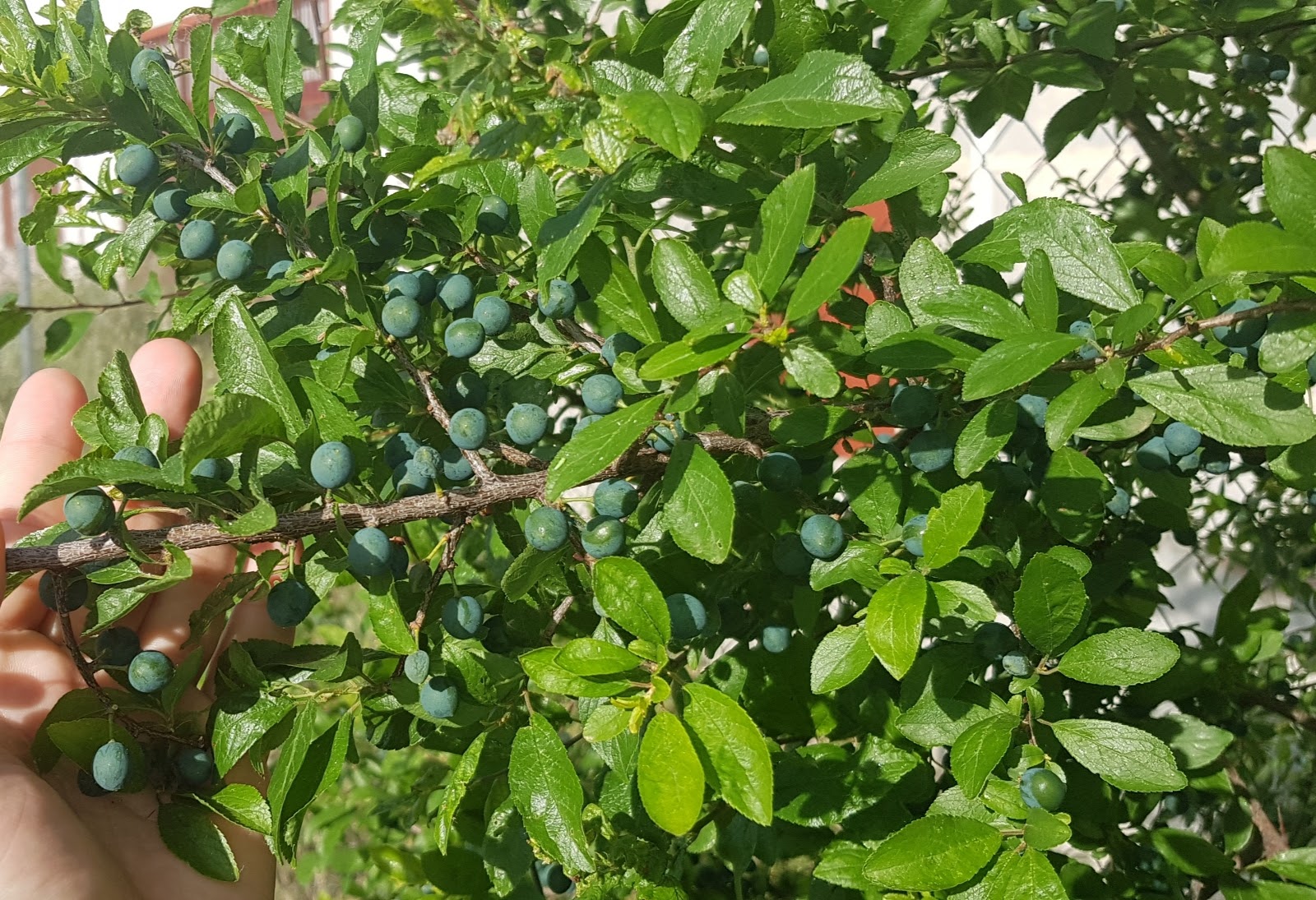 20190531_080448.jpg