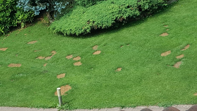 20190703-123724bis.jpg