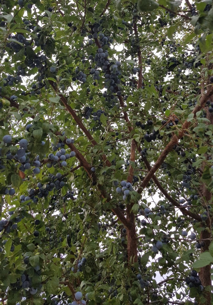 20190914_090152.jpg