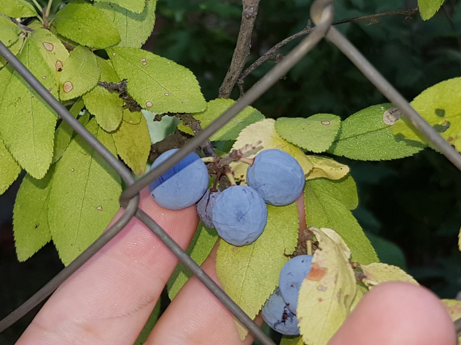 20191003_073808.jpg