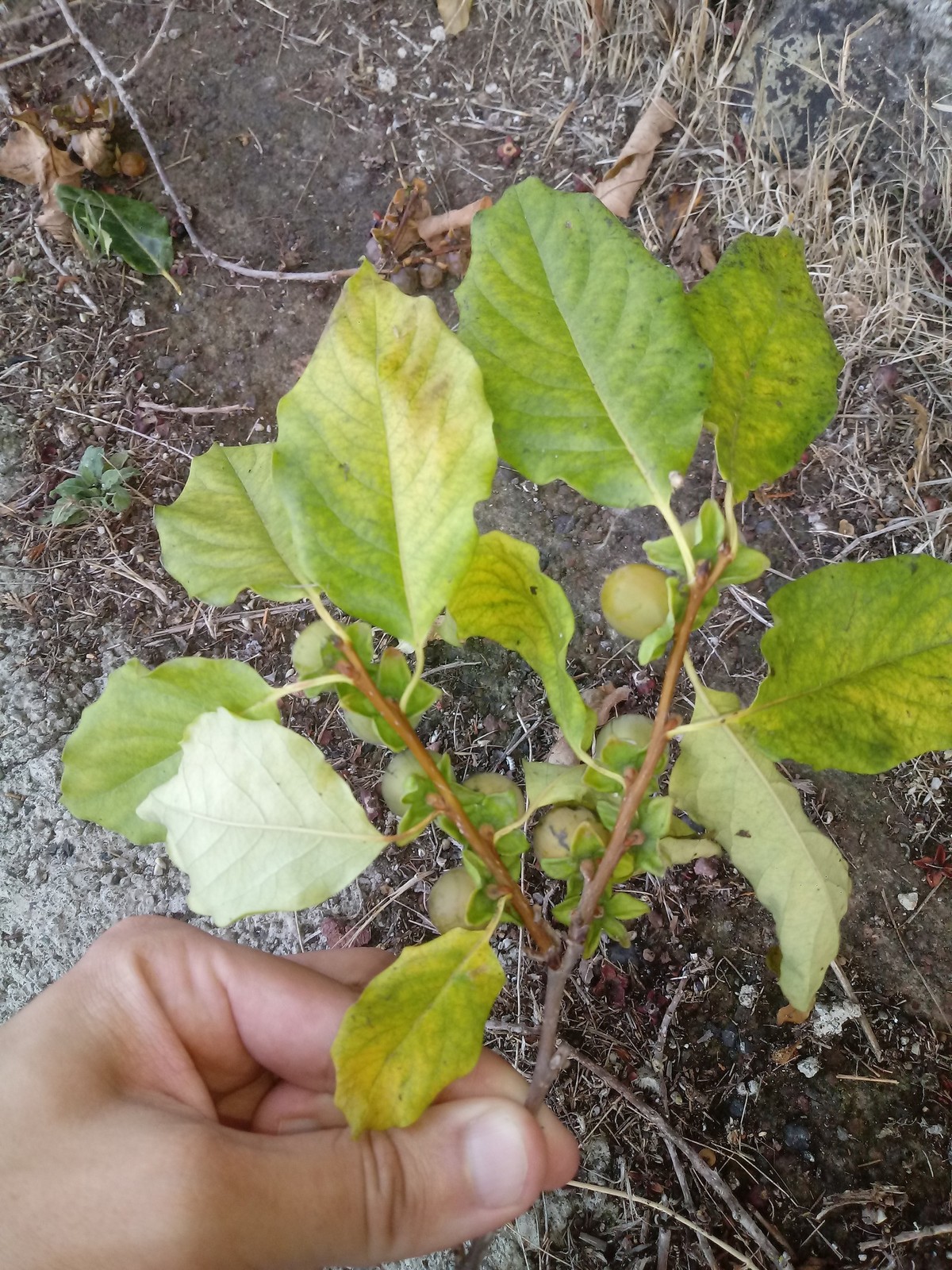 20191017-1755[IMG]%2021.jpg