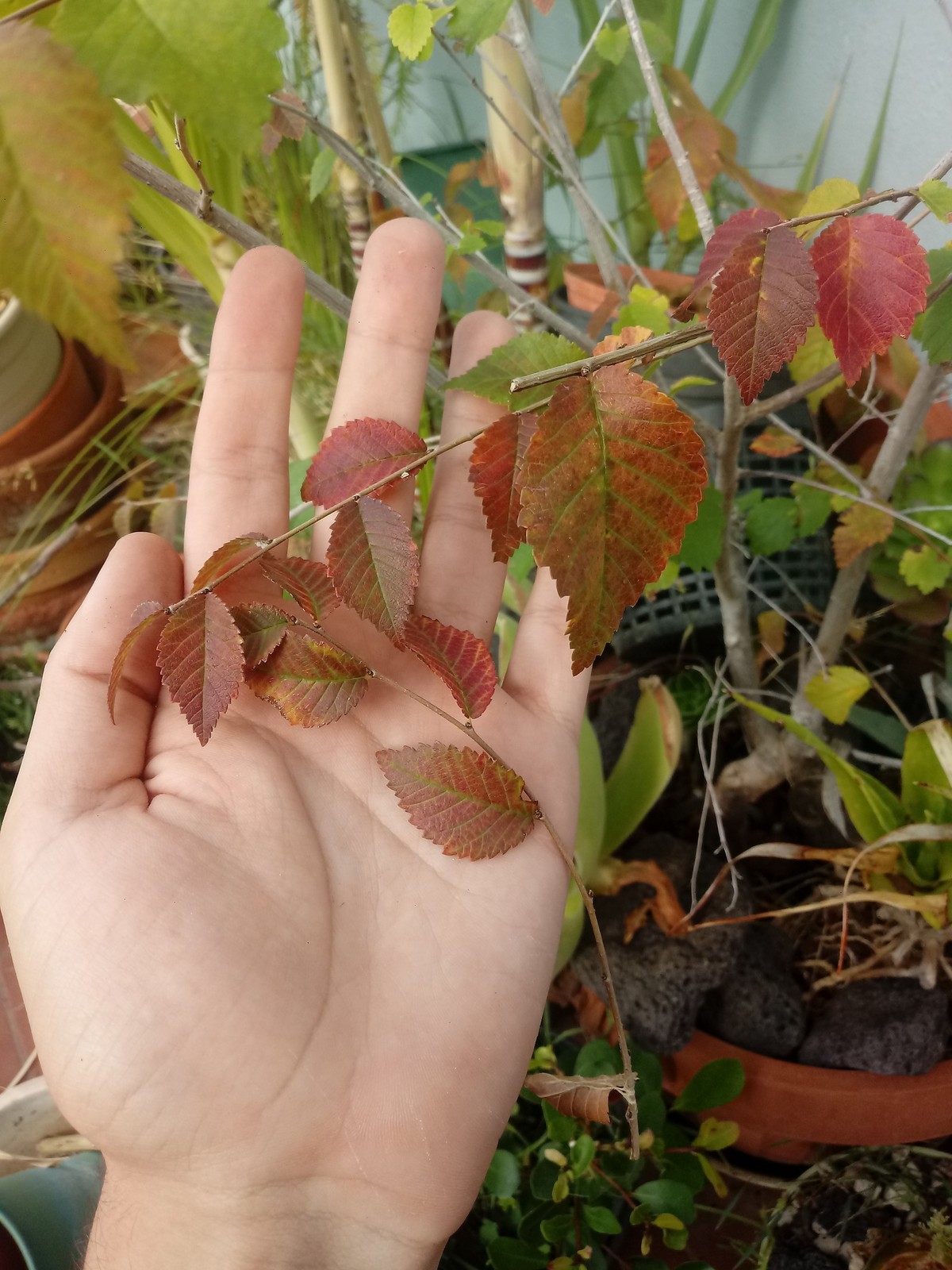 20191114-153916.jpg