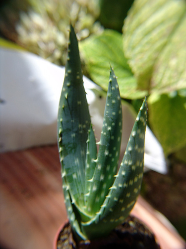 201929194_443dcbb211.jpg