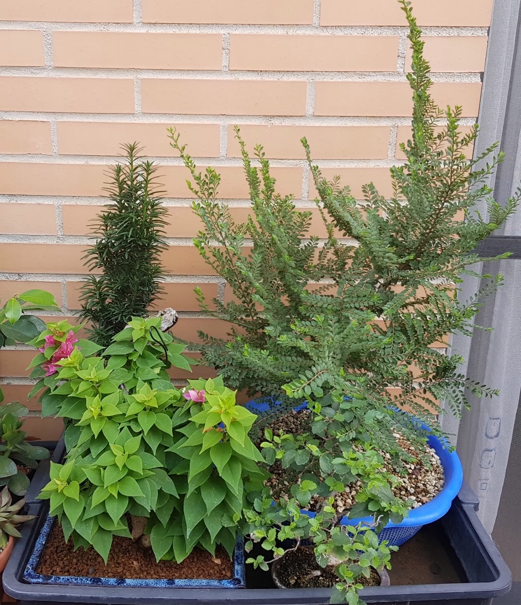 20200730_172148.jpg