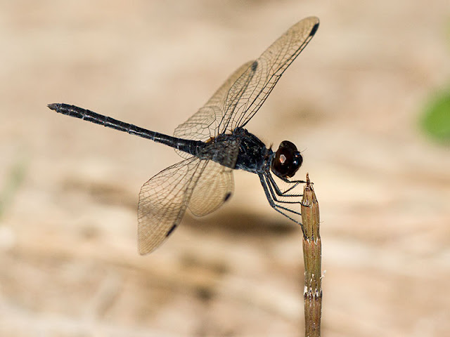 20200817_diplacodes.jpg