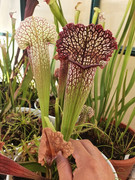 20200903-090520.jpg