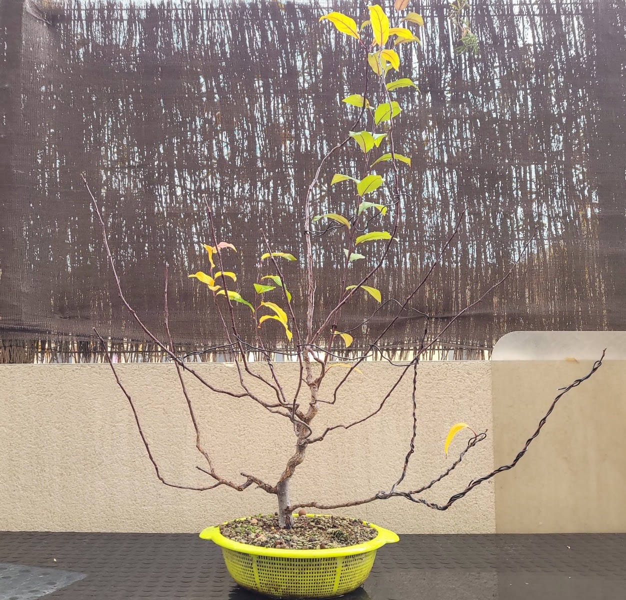 20201103_120339.jpg