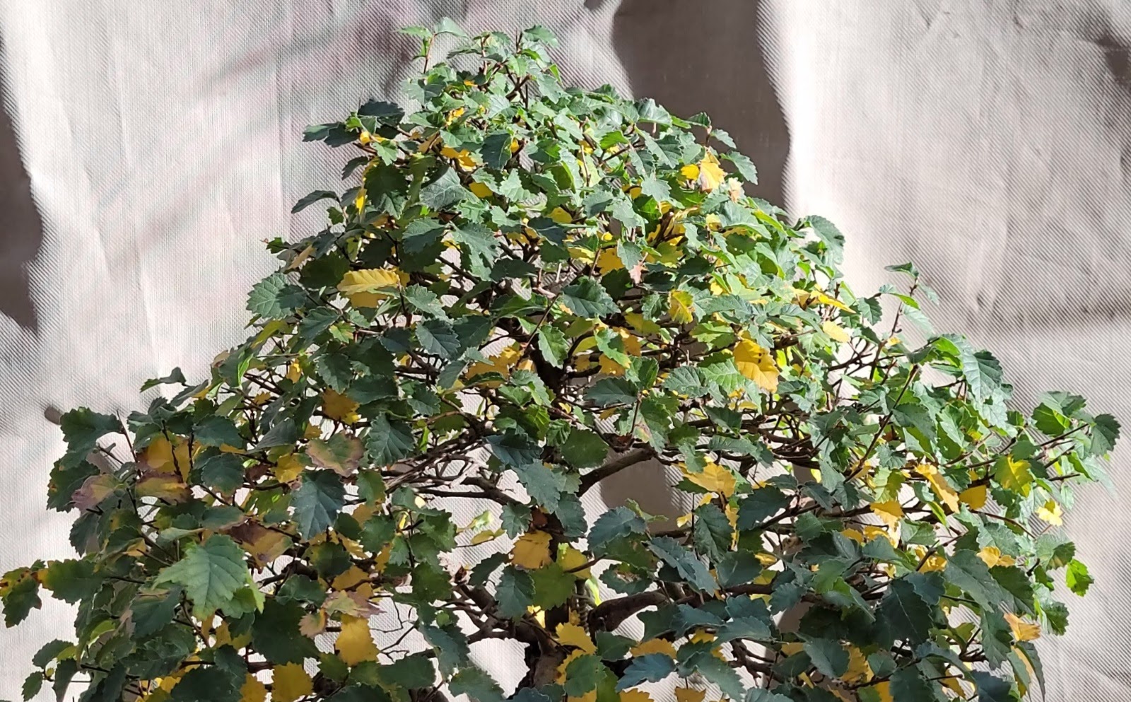 20201108_112601.jpg