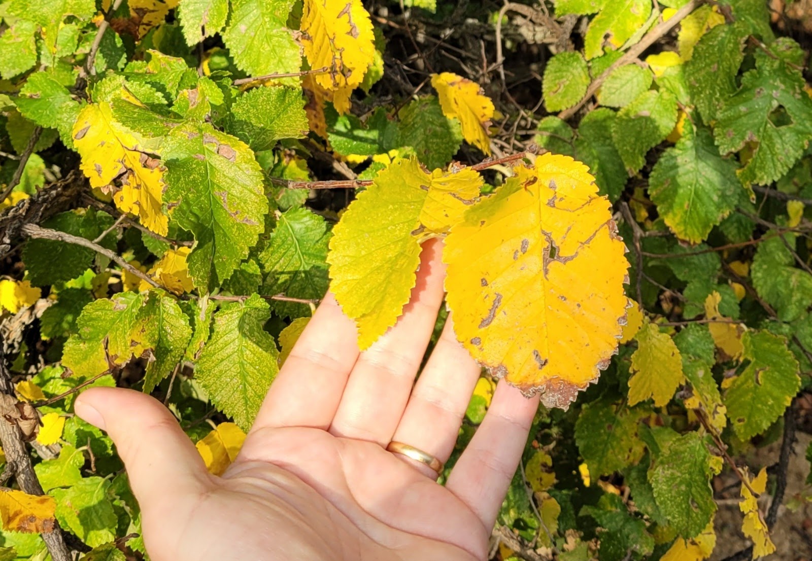 20201108_183930.jpg