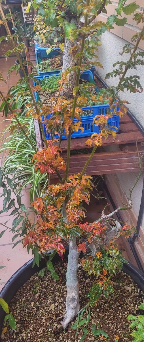 20201117_092200.jpg