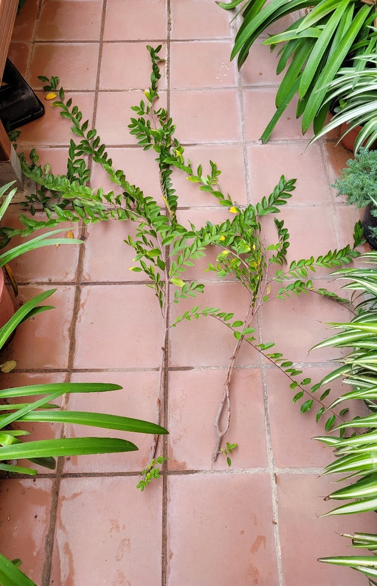 20201129_155204.jpg