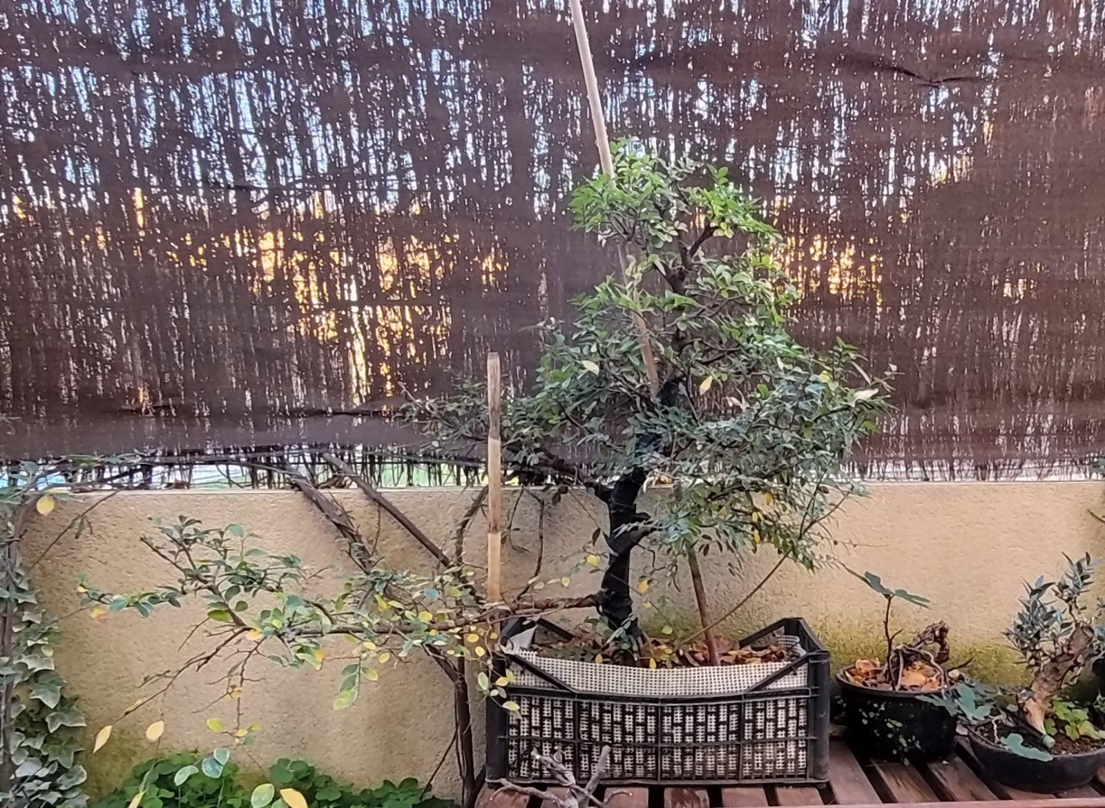 20201129_171733.jpg