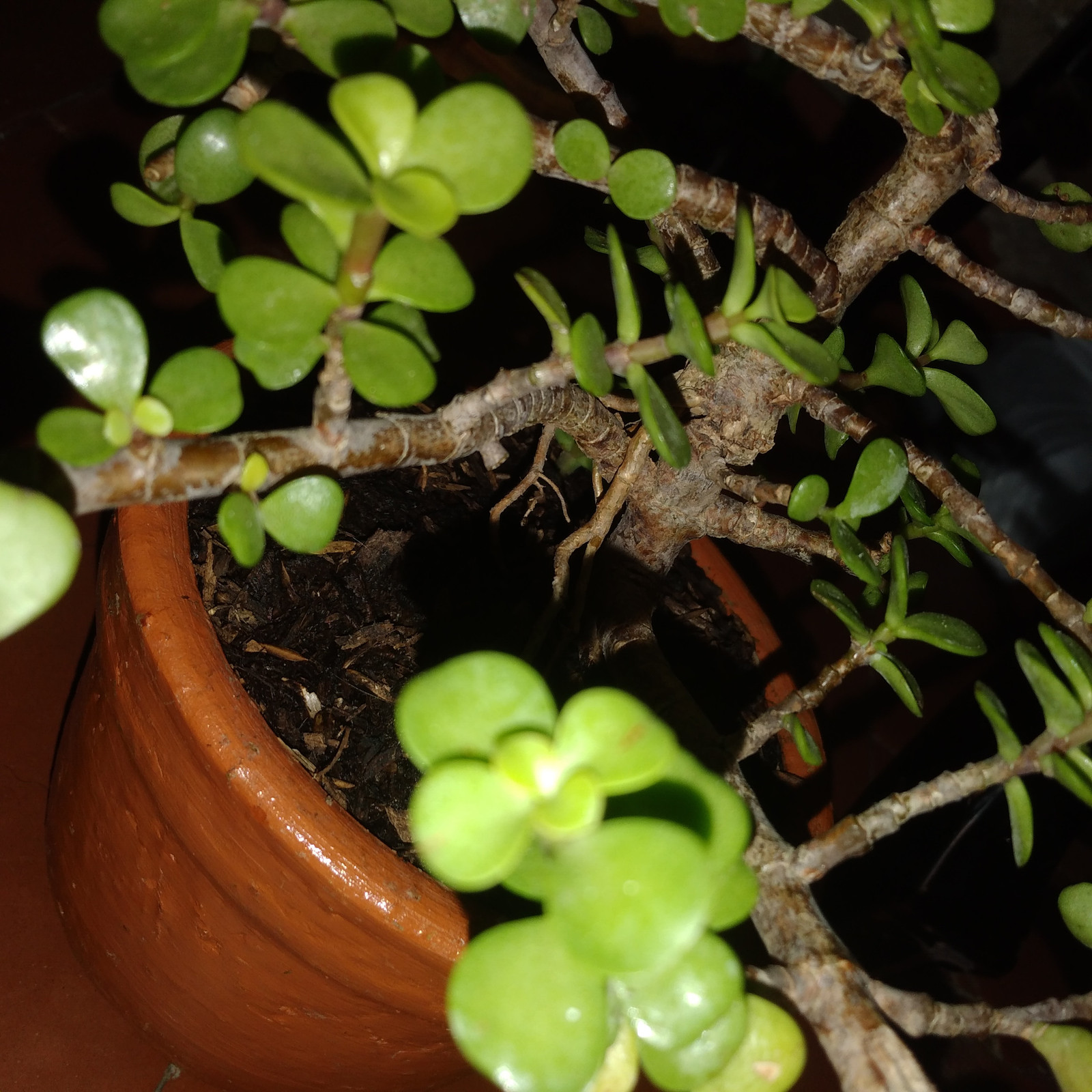 20210123-184701.jpg
