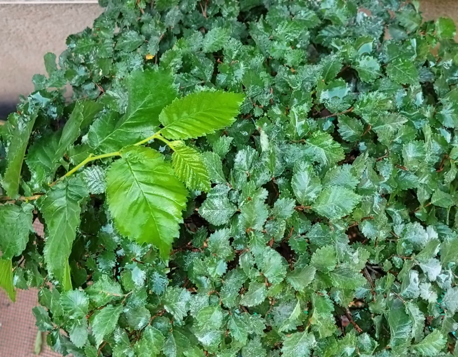 20210513_192125.jpg