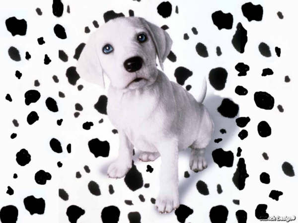 202305perritos.jpg