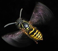 203px-Flying_Vespula_vulgaris.jpg