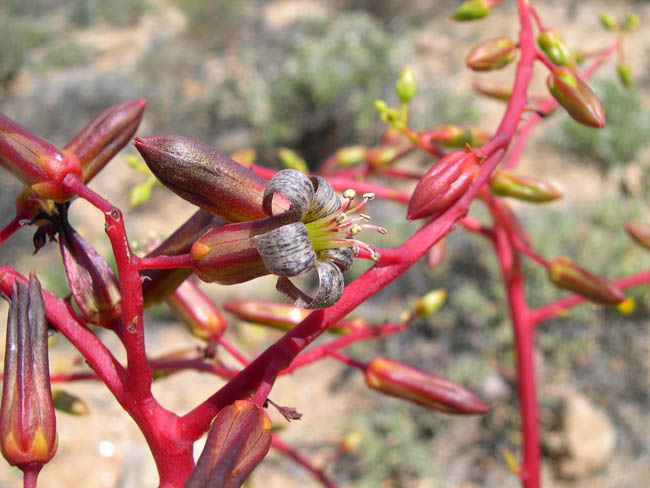 206c%20Tylecodon%20paniculatus%203.jpg