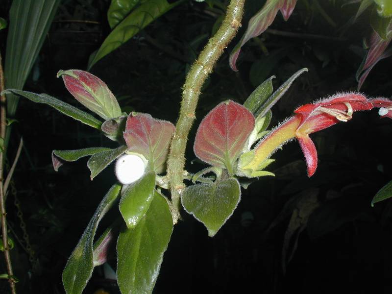 2091_Columnea%20glicensteinii__stewart_stewart.JPG