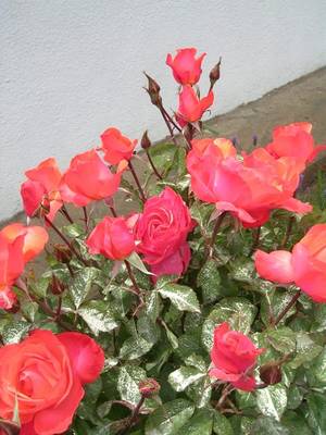 20_enero_07--_medio_044.jpg