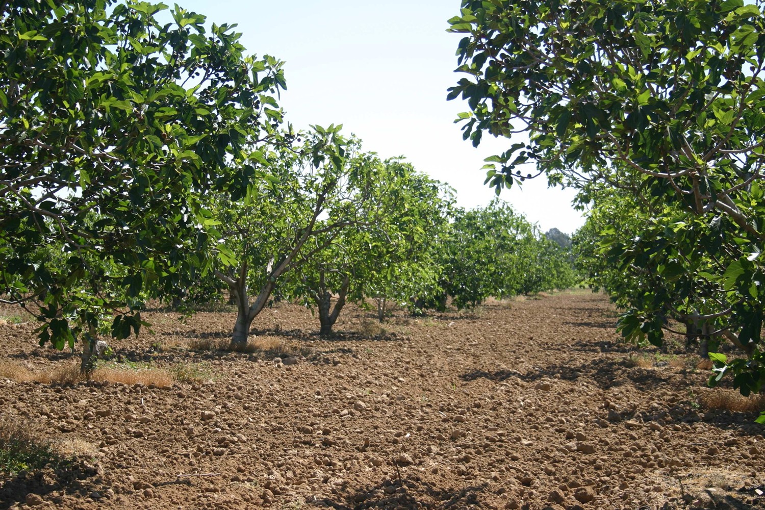 20_higuera.jpg