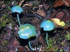 %20bot%C3%A1nicos%20tambi%C3%A9n%20encontraron%20hongos%20azules%20que%20no%20han%20identificado.jpg